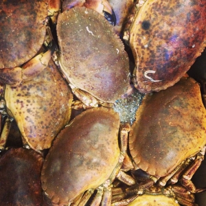 Walk through idag, levande krabba från västkusten, 125:-/kilo. Mörten ger koktips i "luckan". #luxdagfordag